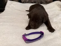 Miss Purple, a female Labrador Retriever for sale in Graham, NC – 5 of 10