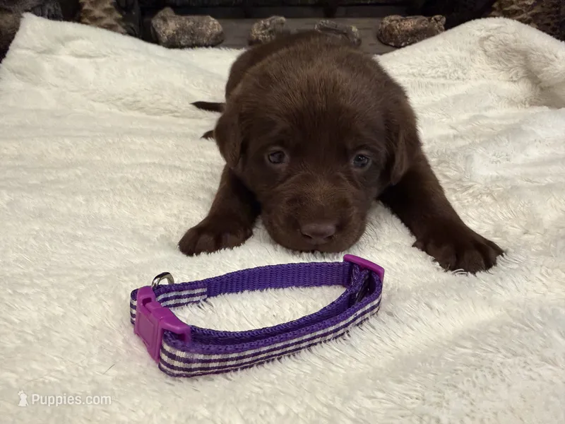 Miss Purple – Labrador Retriever puppy for sale in Graham, NC