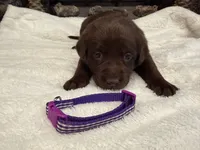 Miss Purple, a female Labrador Retriever for sale in Graham, NC – 1 of 10