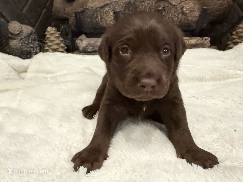 Mr. Blue – Labrador Retriever puppy for sale in Graham, NC