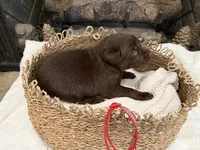 Mr. Red, a male Labrador Retriever for sale in Graham, NC – 5 of 10