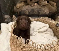 Mr. Black, a male Labrador Retriever for sale in Graham, NC – 3 of 10
