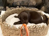 Mr. Orange, a male Labrador Retriever for sale in Graham, NC – 3 of 9