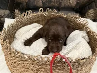 Mr. Red, a male Labrador Retriever for sale in Graham, NC – 7 of 10