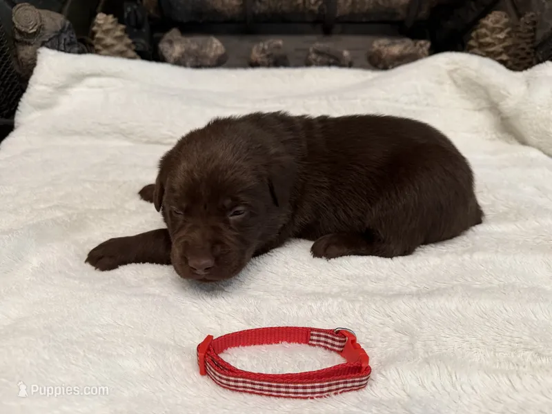 Mr. Red – Labrador Retriever puppy for sale in Graham, NC