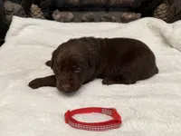 Mr. Red, a male Labrador Retriever for sale in Graham, NC – 2 of 10