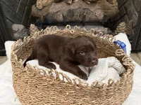 Mr. Blue, a male Labrador Retriever for sale in Graham, NC – 5 of 10