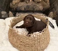 Mr. Black, a male Labrador Retriever for sale in Graham, NC – 5 of 10