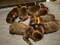 Mr. Orange, a male Labrador Retriever for sale in Graham, NC – 7 of 9
