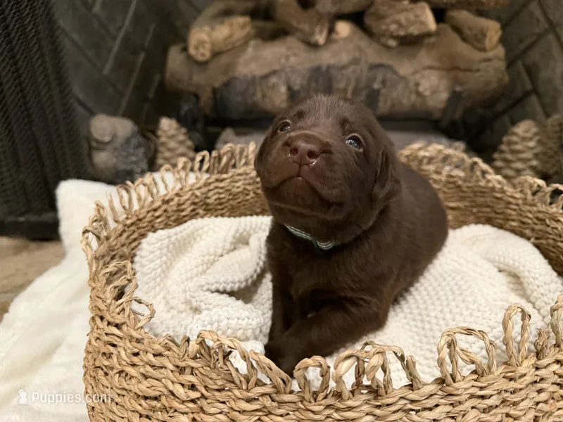 Mr. Green – Labrador Retriever puppy for sale in Graham, NC
