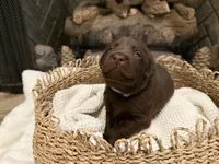 Mr. Green, a male Labrador Retriever for sale in Graham, NC – 1 of 10