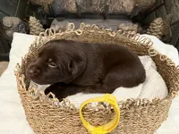 Miss Yellow, a female Labrador Retriever for sale in Graham, NC – 5 of 9