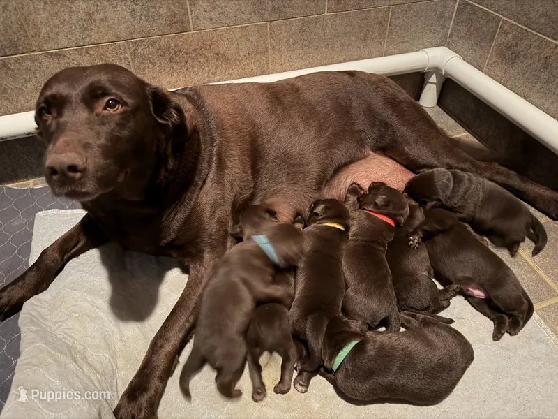 Miss Yellow – Labrador Retriever puppy for sale in Graham, NC