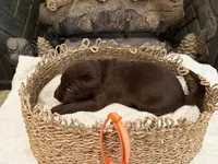 Mr. Orange, a male Labrador Retriever for sale in Graham, NC – 6 of 9