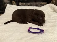 Miss Purple, a female Labrador Retriever for sale in Graham, NC – 8 of 10