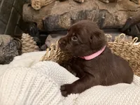 Miss Pink, a female Labrador Retriever for sale in Graham, NC – 5 of 10