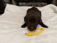 Miss Yellow, a female Labrador Retriever for sale in Graham, NC – 2 of 9