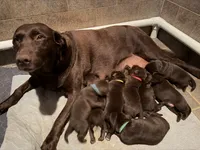 Mr. Red, a male Labrador Retriever for sale in Graham, NC – 8 of 10