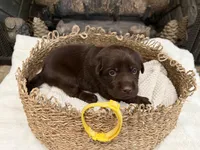 Miss Yellow, a female Labrador Retriever for sale in Graham, NC – 3 of 9