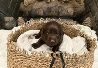 Mr. Black, a male Labrador Retriever for sale in Graham, NC – 4 of 10