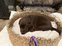 Miss Purple, a female Labrador Retriever for sale in Graham, NC – 3 of 10