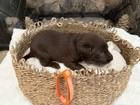Mr. Orange, a male Labrador Retriever for sale in Graham, NC – 4 of 9