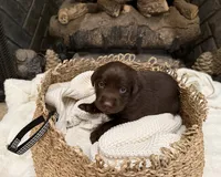 Mr. Black, a male Labrador Retriever for sale in Graham, NC – 1 of 10