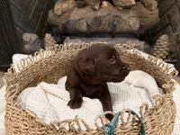 Mr. Green, a male Labrador Retriever for sale in Graham, NC – 3 of 10