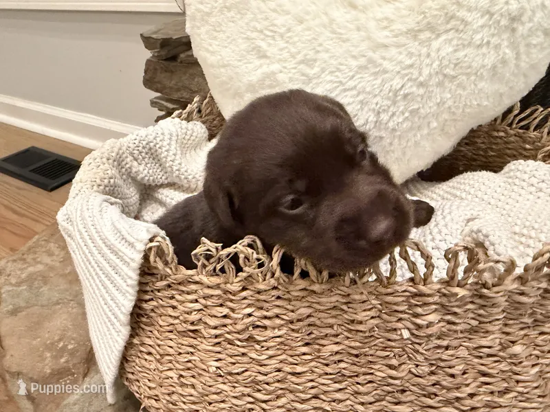 Miss Pink – Labrador Retriever puppy for sale in Graham, NC
