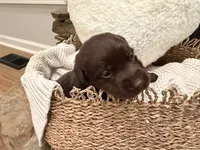 Miss Pink, a female Labrador Retriever for sale in Graham, NC – 1 of 10