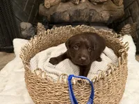 Mr. Blue, a male Labrador Retriever for sale in Graham, NC – 4 of 10