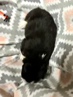 Orange, a female Australian Shepherd for sale in Cleveland, TX – Photo 5 of 6