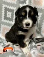 Orange, a female Australian Shepherd for sale in Cleveland, TX – Photo 4 of 6