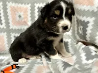 Orange, a female Australian Shepherd for sale in Cleveland, TX – Photo 3 of 6