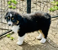 Orange, a female Australian Shepherd for sale in Cleveland, TX – Photo 2 of 6