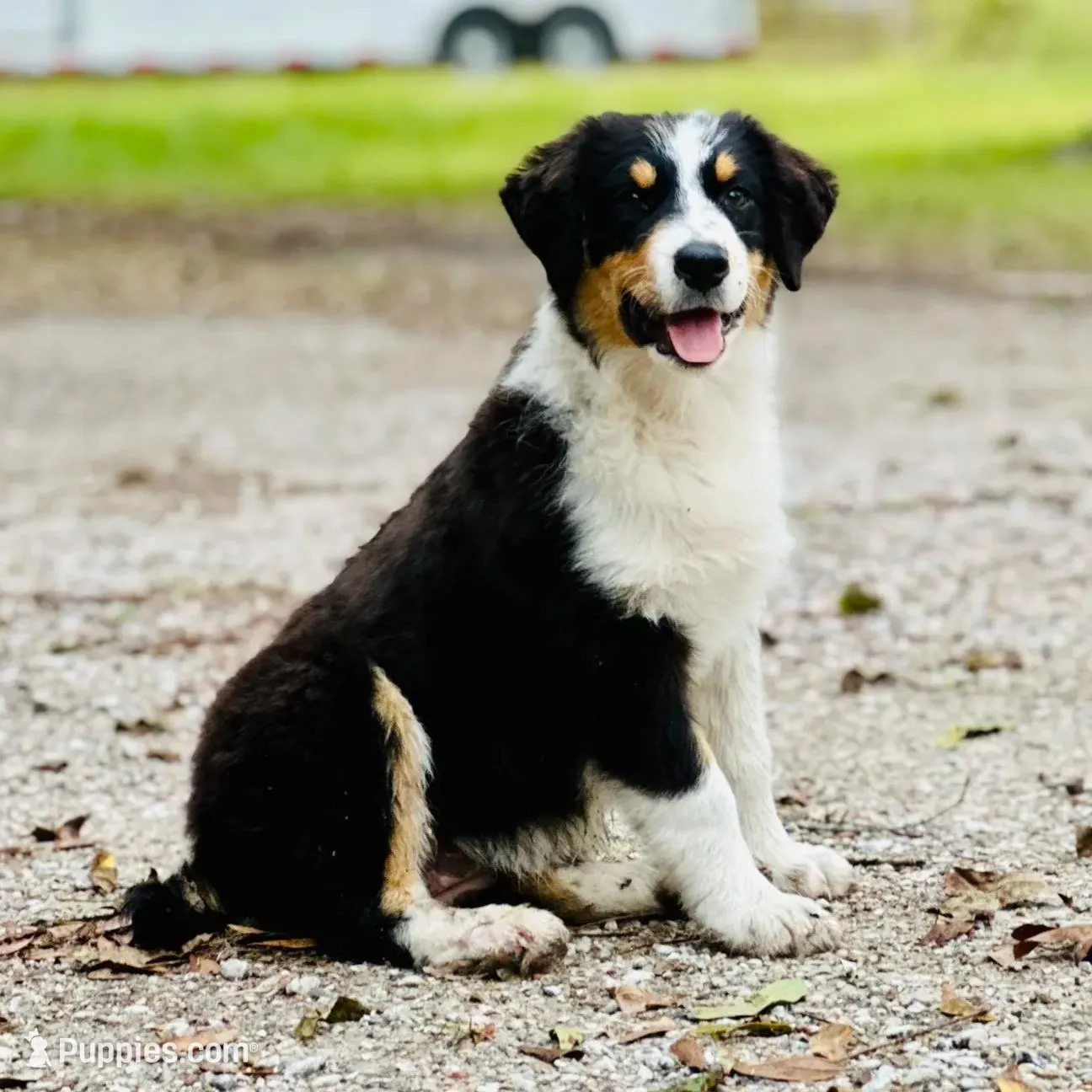 Orange, a female Australian Shepherd for sale in Cleveland, TX – Photo 6 of 6