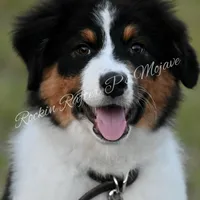 processed/06056297-f0fe-43d9-b3f4-9fe207d8be6a/listing/9b2eff7b-ec68-41a0-b858-d746fee91e37/70809ee8-9684-42ba-b2aa-3f9af063a40d