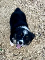 Teal, a female Australian Shepherd for sale in Cleveland, TX – Photo 2 of 3