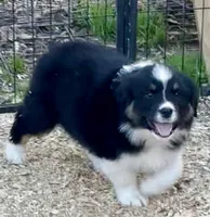 Teal, a female Australian Shepherd for sale in Cleveland, TX – Photo 1 of 3