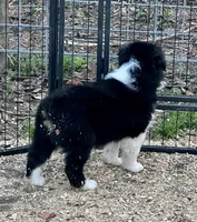 Teal, a female Australian Shepherd for sale in Cleveland, TX – Photo 3 of 3