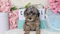 TINY TOY- COZUMEL, a female Poodle - Toy  for sale in College Station, TX – Photo 1 of 3