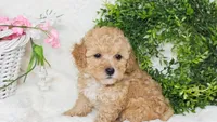 KEY WEST, a female Poodle - Toy  for sale in College Station, TX – Photo 3 of 3