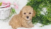 KEY WEST, a female Poodle - Toy  for sale in College Station, TX – Photo 1 of 3