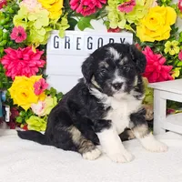 Gregory, a male Miniature Aussiedoodle for sale in College Station, TX – Photo 2 of 3