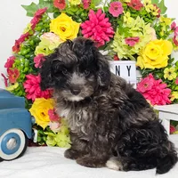 Anthony, a male Miniature Aussiedoodle for sale in College Station, TX – Photo 2 of 3