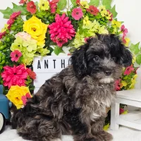 Anthony, a male Miniature Aussiedoodle for sale in College Station, TX – Photo 3 of 3