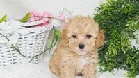 Key West, a female Poodle - Toy  for sale in College Station, TX – Photo 3 of 3