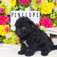 Penelope, a female Miniature Aussiedoodle for sale in College Station, TX – Photo 2 of 3