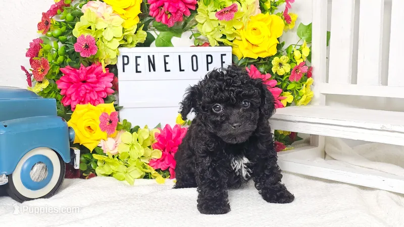 Penelope