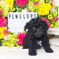 Penelope, a female Miniature Aussiedoodle for sale in College Station, TX – Photo 1 of 3